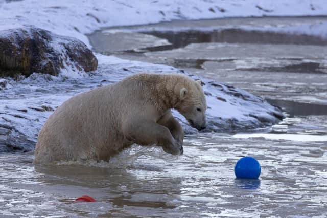 A polar bears play in the snow at Peak Wildlife Park, after snow in the Staffordshire Moorlands near Leek, Staffordshire. Photo RKP Photography