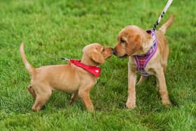 The Cinnamon Trust is appealing for dog walkers in the Buxton area