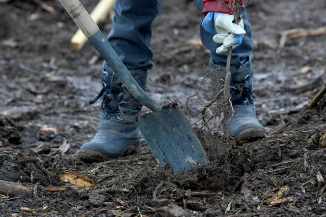 People all over the country are being encouraged to plant trees to mark the Queen's platinum jubilee.