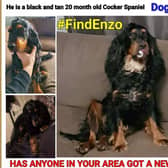 A poster has been circulated offering a reward to anyone who can find Enzo. Picture by Angela Casale