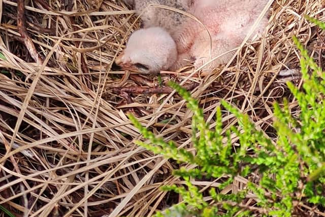 The National Trust is celebrating its most successful year for breeding rare hare harriers in the Peak District for more than a decade (picture: Peak District Raptor Monitoring Group)