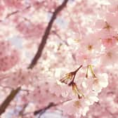 The top UK regions for cherry blossom trees to visit this spring.