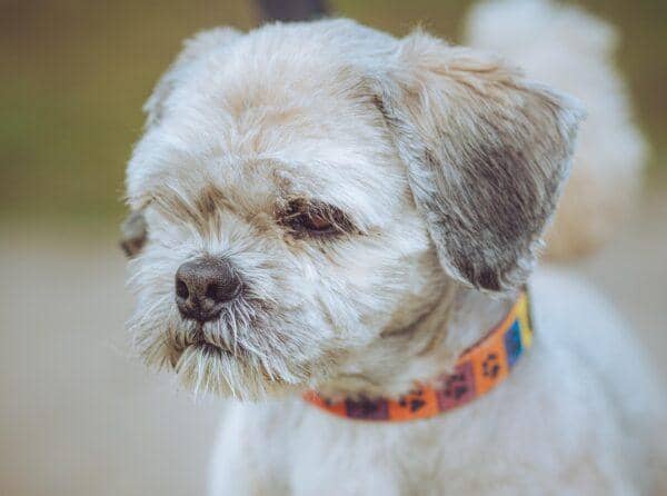 Charlie is a six-year-old Lhasa Apso.