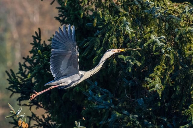 ​An eye-catching picture from Buxton’s Andy Gregory shows a heron flying up to its nest at Trentabank Reservoir, Macclesfield Forest.