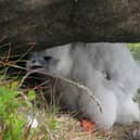 Peregrine falcon chick found on the High Peak Moors of the Peak District. Photo by Peak District Raptor Monitoring Group.