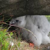 Peregrine falcon chick found on the High Peak Moors of the Peak District. Photo by Peak District Raptor Monitoring Group.