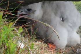 Peregrine falcon chick found on the High Peak Moors of the Peak District. Photo by Peak District Raptor Monitoring Group.