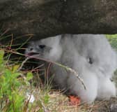 Peregrine falcon chick found on the High Peak Moors of the Peak District. Photo by Peak District Raptor Monitoring Group.