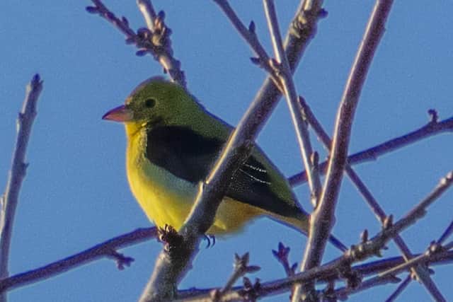 The Scarlet Tanager in Shelf.