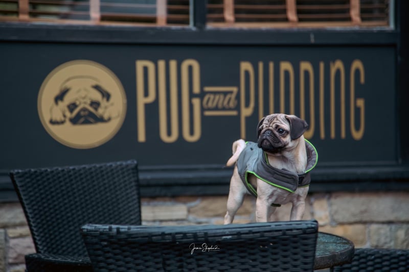 A Pug and Pudding pug. PhotoJames Shephard Photography