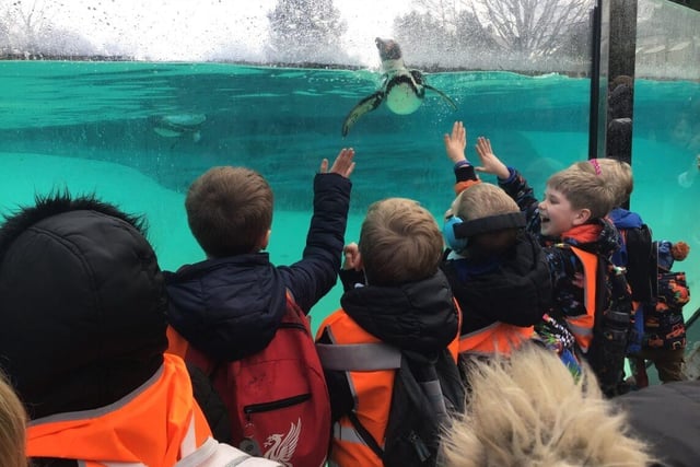 High fives for the penguins. Photo submitted