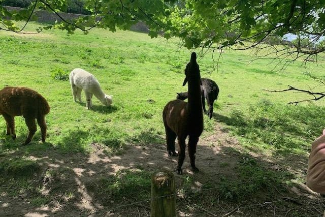 Whaley Bridge resident Simon Sharp found these llamas far from their natural South American habitat, enjoying the spring sunshine near Hayfield.