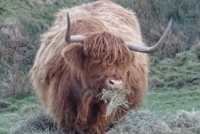 ​This charming offering from Andrew’s Photography shows a Highland bull tucking into a spot of hay.