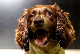 The English Springer Spaniel is a great dog for families.