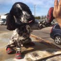Dexter has been well known for his four red-booted paws. Photo credit: Twitter.com/midsdog