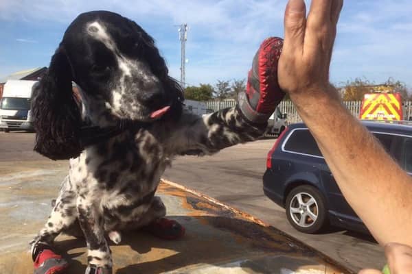Dexter has been well known for his four red-booted paws. Photo credit: Twitter.com/midsdog
