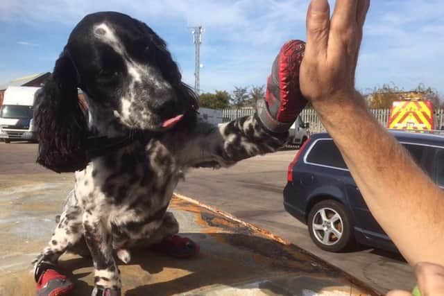 Dexter has been well known for his four red-booted paws. Photo credit: Twitter.com/midsdog