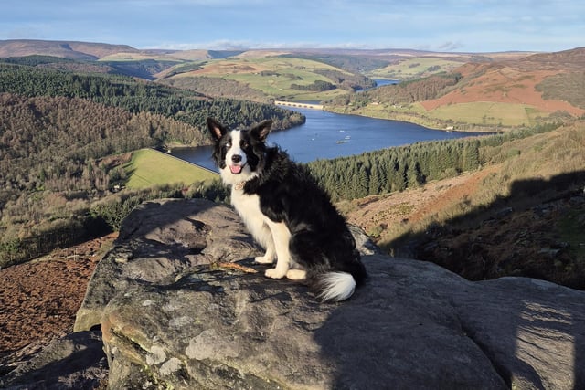 Ziggy enjoys the superb view at Bamford Edge in this charming photo by Claire Brooks.