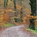A lovely offering from regular contributor Andy Gregory shows autumn leaves along the track in Wye Dale.