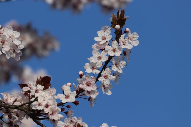 A delightful photo by Bob Smalley shows this spring blossom, captured against a stunning blue sky.