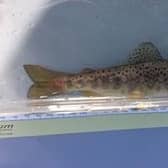 A brown trout rescued from the River Lathkill