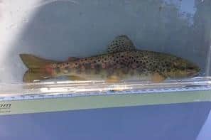 A brown trout rescued from the River Lathkill