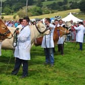 Competition is expected to be keen among Hope Show's livestock classes where numbers are very strong this year (photo: Matt Clarke)