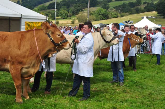 Competition is expected to be keen among Hope Show's livestock classes where numbers are very strong this year (photo: Matt Clarke)