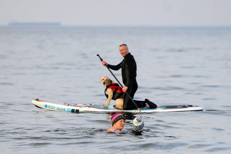 It's just a dog on a paddleboard. Why? Who's asking?