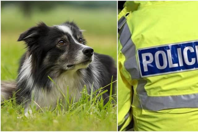 Dog owners are urged to keep a close on their pets.