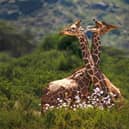 Giraffes enjoy a moment near the pretty flowers and luscious greenery during Kenya's amazing green season - Touch The Wild
