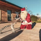 Santa saying hello to one of the lemurs at Peak Wildlife Park. Families will be able to see the main man and the new family of Polar Bears this Christmas.Photo Peak Wildlife Park.