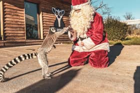 Santa saying hello to one of the lemurs at Peak Wildlife Park. Families will be able to see the main man and the new family of Polar Bears this Christmas.Photo Peak Wildlife Park.