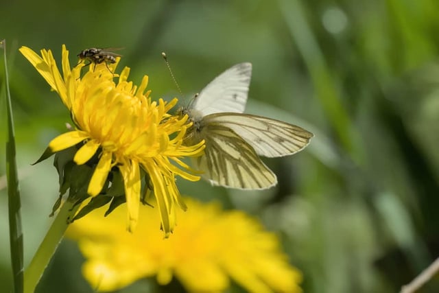 A beautiful shot from Andy Gregory shows a green veined white butterfly on a dandelion, by the River Wye near Buxton.