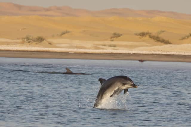 A bottlenose dolphin off the Namibian coast