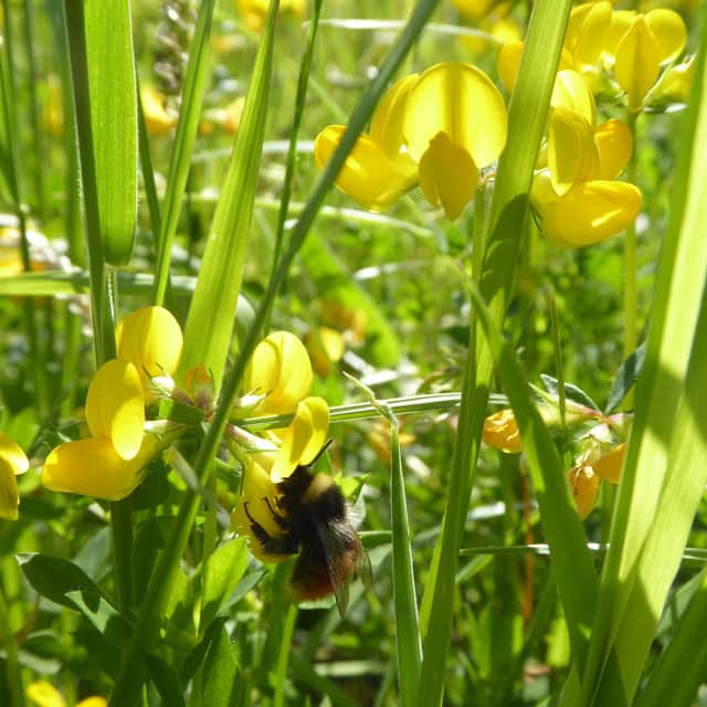 Search for bees and more during the nature walk