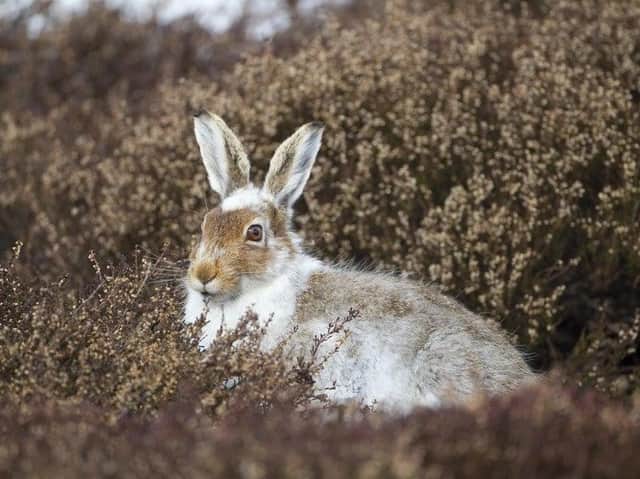 Mountain hare in partial winter coat. Photo by Mark Hamblin.