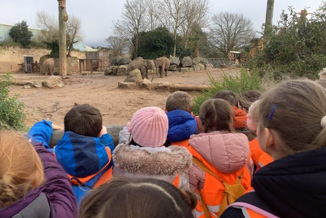 Children at St Anne's met the elephants at Chester Zoo. Photo submitted