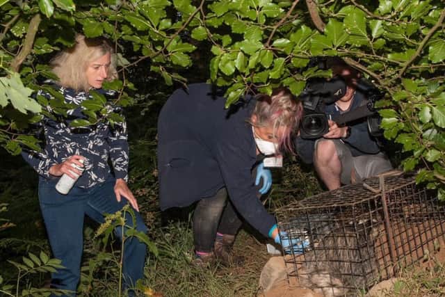 High Peak MP Ruth George joined staff from Derbyshire Wildlife Trust as they carried out a badger vaccination expedition.