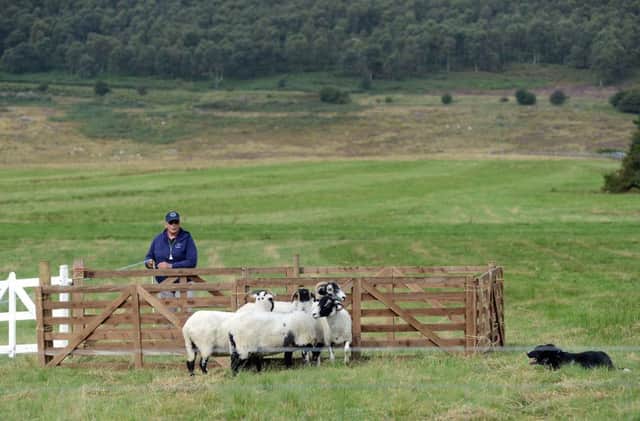 7 Sept 2017......... Competitors take part in the fisrt day of this year's Longshaw Sheepdog trials near Sheffield. Picture Scott Merrylees