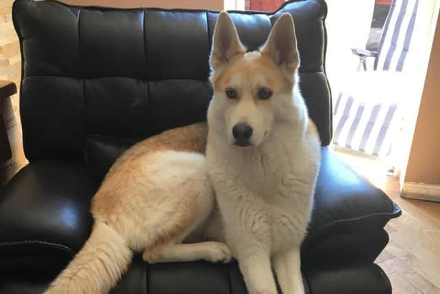 Milo the Siberian husky at home in Ilkeston