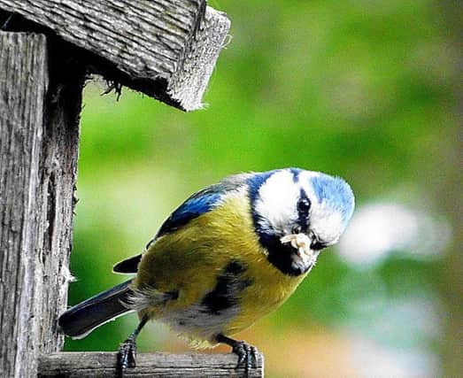Blue tit. Photo by Marc Whitlock.