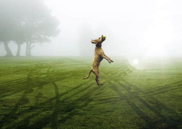 Ollie Ross photo entitled Leap of Faith won the Picture Perfect Pets category in the RSPCA Young Photographer Awards.