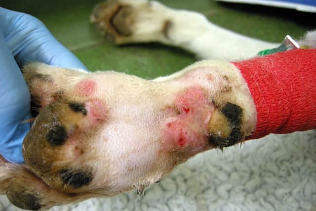 A lesion caused by Alabama Rot, after cleaning