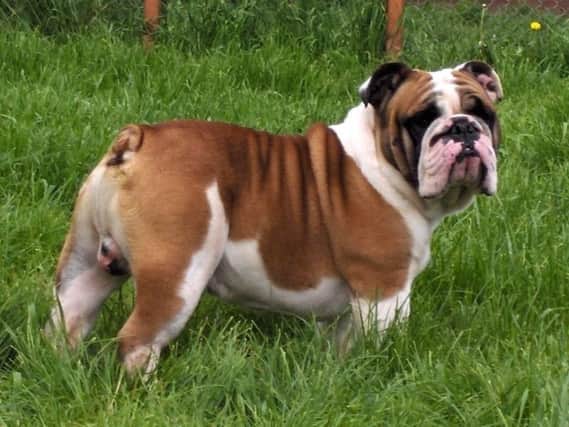A bulldog like Primrose (stock image)