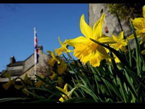 Sunny daffodils in Bakewell- taken by Anne Shelley.