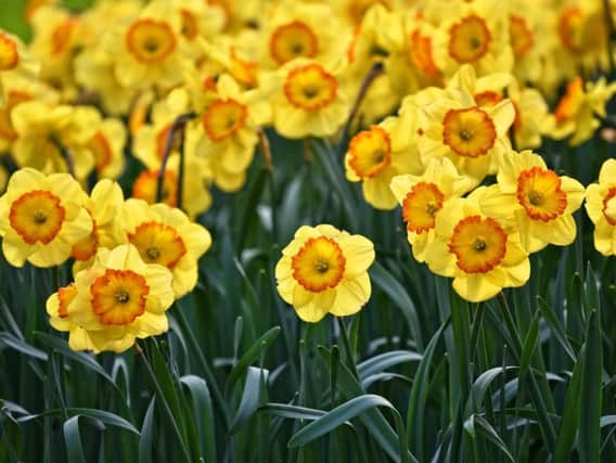 Fields of daffodils may be off limits