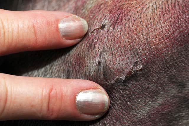 The teeth marks can still be seen, where working Cocker Spaniel, Luna, was bitten by an adder.