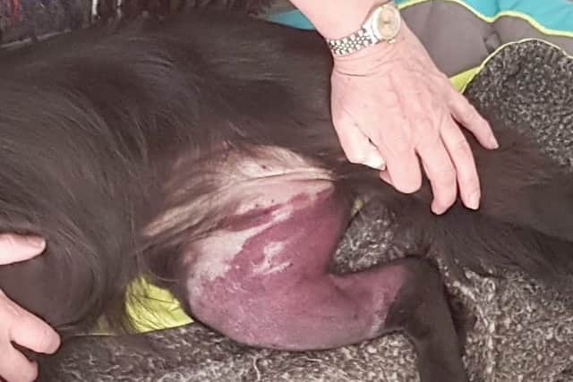 Luna's badly-swollen leg after being bitten