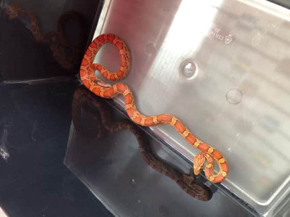 The snake was spotted outdoors last summer but evaded capture. Photo: RSPCA.